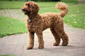 male female labradoodle weights