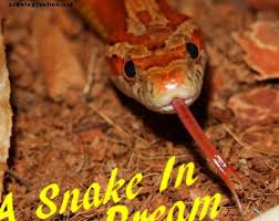 kígyóval álmodni jelentése rp
