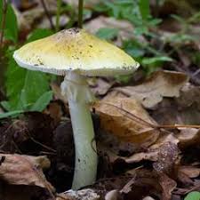 Wild Mushrooms What To Eat What To Avoid Mnn Mother