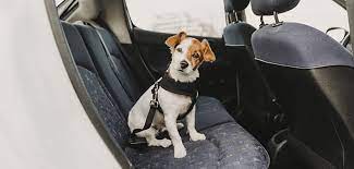 Best Car Seats For Dogs And Why You
