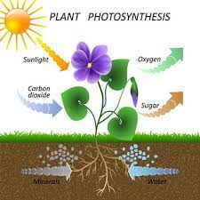 Photosynthesis In Plants Lesson