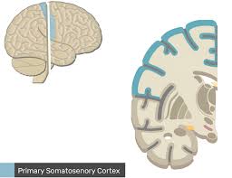 primary somatosensory cortex location