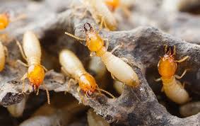 Maybe you would like to learn more about one of these? Cantu Pest Termite A Guide To Termites In Katy Addison Texas