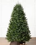 What is the most popular artificial Christmas tree?