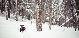 dog lover s guide to maine slopes