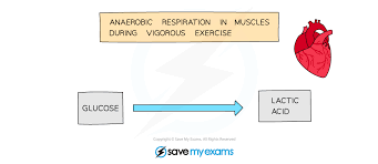 Anaerobic Respiration Word Equation 2