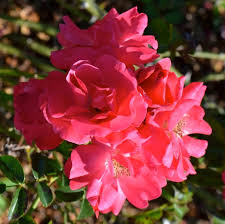 flower carpet pink supreme noa250092