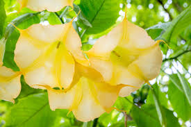 Angel's trumpets are excellent container plants that make an impressive display for your deck or patio. Brugmansia Plant Care Growing Guide
