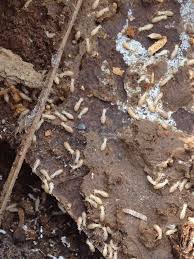 Termites   Rentokil do paper termites eat