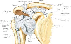 Four of them are found on the anterior aspect of the shoulder, whereas the rest are located on the shoulder's posterior aspect and in the back. Shoulder Anatomy Springerlink