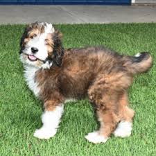 Bernedoodle puppies immediately available sc. Muriel Bernedoodle Puppy 671712 Puppyspot