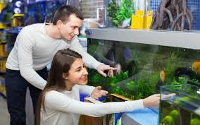 We have over 200 tanks of fish in stock. Top Aquarium Shops In Dubai Think Fish Aqua Art More Mybayut