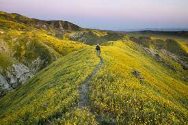 Rancho palos verdes, palos verdes estates, rolling hills, rolling hills estates. Best Places To See Southern California Wildflowers This Year