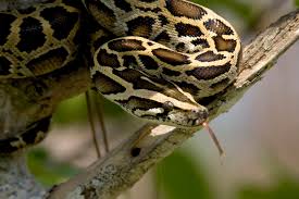 1 4 Invasive Species Burmese Python Python Bivittatus And