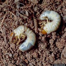 understanding white grubs and their