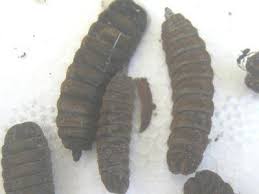maggot infestation in my worm farm how