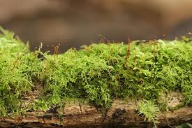 19 types of mosses for your garden