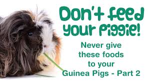 what foods can a guinea pig not eat
