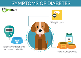 Read about the causes, symptoms, treatment and suitable diets for diabetic there is a third type of diabetes, known as gestational diabetes, which is only temporary, occurring when the female dog is on heat or in season. Diabetes In Dogs Canine Mellitus Symptoms Treatment Diet