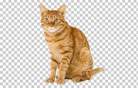Find a tabby kittens on gumtree, the #1 site for cats & kittens for sale classifieds ads in the uk. Kitten Tabby Cat Dog Wildcat Australian Mist Png Clipart American Shorthair American Wirehair Animals Asian Australian