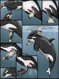 FurryBooru - animal cetacean dolorcin female feral lactating mammal marine  orca pregnancy pregnant pussy whale | 78177