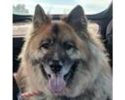The american kennel club describes their temperament as confident, courageous, and smart herding dogs. German Shepherd Animals And Pets For Adoption Classifieds In Albany New York Claz Org