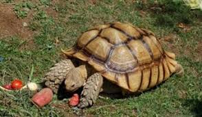 Pada umumnya reptil ini berkembang biak dengan cara bertelur, yang dimana telurnya akan diselubungi oleh suatu membran amniotik. Pengertian Reptil Ciri Klasifikasi Struktur Anatomi Contoh