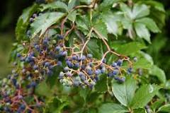 Are there any poisonous blueberries?