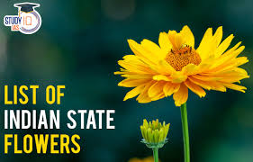 list of indian state flowers indian