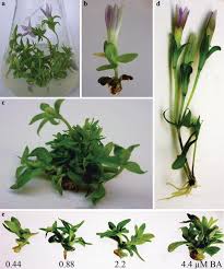 Propagation and xanthone content of Gentianella austriaca shoot ...