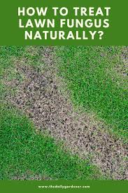 It might seem like you need to mow it. How To Treat Lawn Fungus Naturally