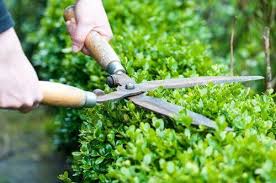 how to trim hedges 5 best tips