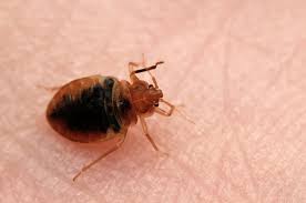 places bed bugs can hide in your home