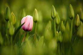 tulip images