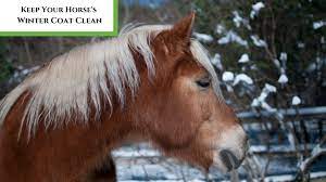 Keeping Your Horse S Winter Coat Clean