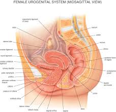 Female Organ Anatomy Diagram Female Organ Anatomy Diagram
