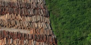 Resultado de imagem para desmatamento da amazonia