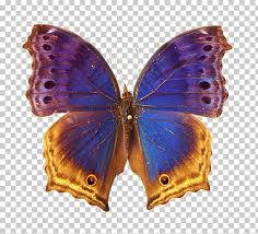 Image result for a butterfly pinned/images/clipart