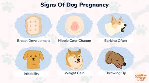do dogs throw up when pregnant 12