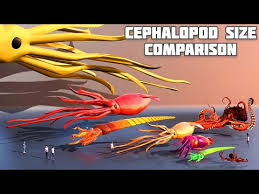 colossal squid 3d animation