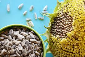 when and how to harvest sunflower seeds