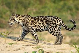 Tropical rainforests form a lush, green band around the equator between the two latitudinal lines of the tropics of cancer and capricorn. Why Are Jaguars Endangered Animals