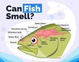 can fish smell vet approved facts