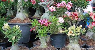 desert rose varieties what are some