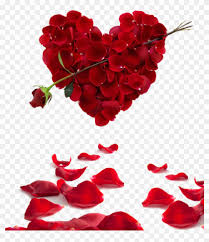 rose heart flower valentine s day