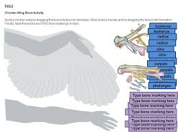 Chicken Wing Bone Markings Bone Markings Anatomy 1 05 Honors