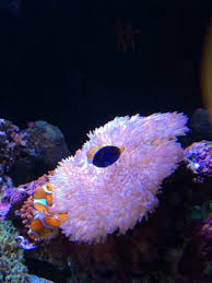 blue tang is trying to host my anemone
