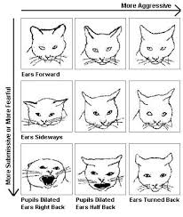 Cat Facial Expressions Qbn Cat Expressions Cat Health