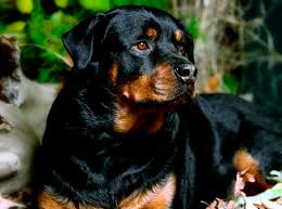 free images carnivore dog breed