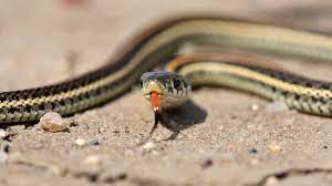 what do baby garter snakes eat oh